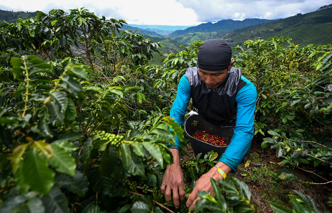 From Bean to Brew: The Journey of Coffee